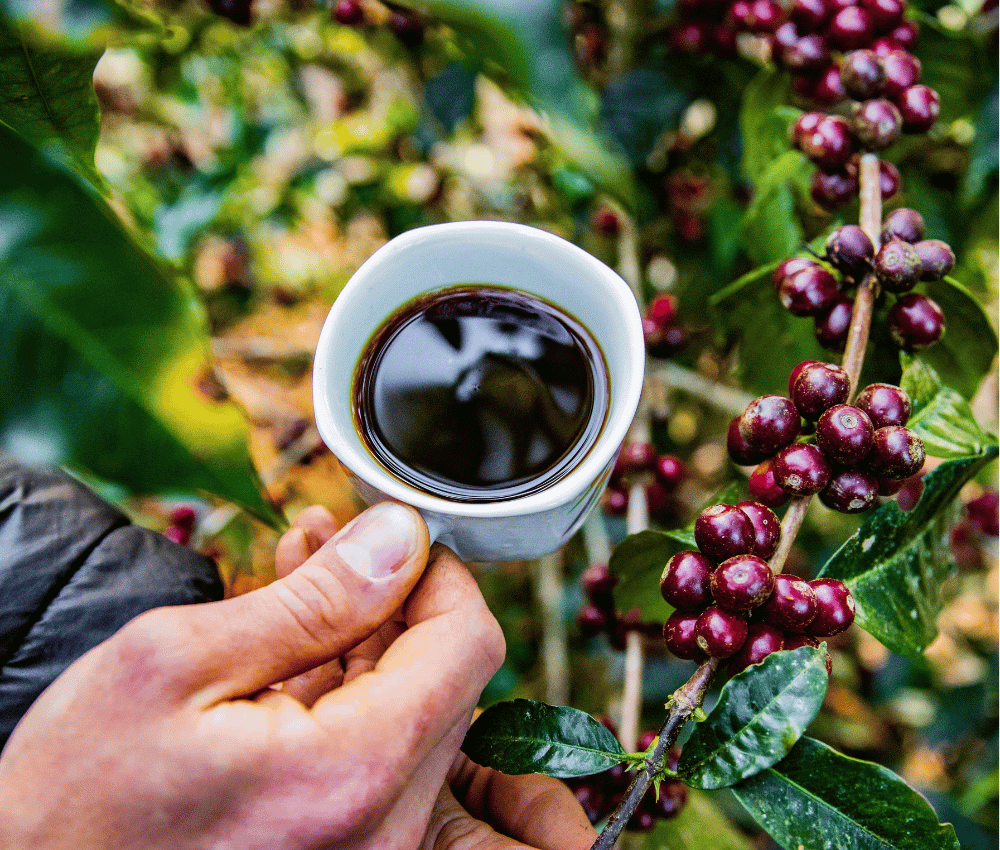 Färska kaffebönor och en kopp med svart kaffe